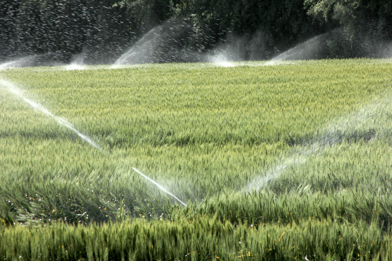 sprinklers watering a large grassy field
